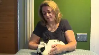 Proper Handling of Your Rabbit