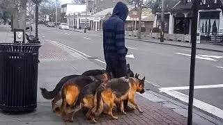 PARECE QUE ELE ESTÁ PASSEANDO COM SEUS CACHORROS, MAS ISSO É O QUE REALMENTE ESTÁ ACONTECENDO