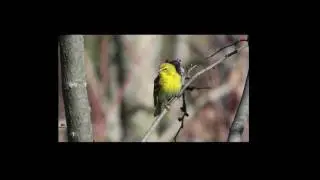 Pine Warbler singing