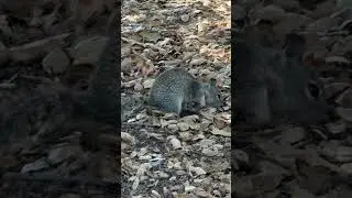 Digging squirrel #animals #wildlife