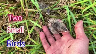 Two Small Birds Living in Nest without​ Parents  - Pets and Animals Planet