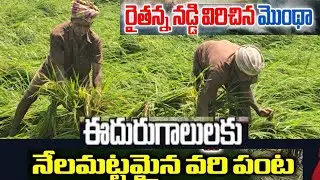 Montha cyclone completely engulfs farmers l Crops damaged by strong winds l #kakinada #monthacyclone