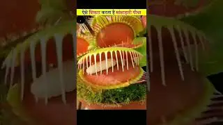 Venus Flytrap Carnivorous Plant #facts #shorts