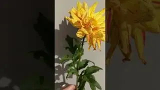 New Mexico Flower Design