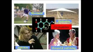 Human Biology Lecture Ch 16  The Nervous System