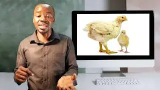 BROILER CHICKEN FARMING - Zambia - Our Vetlife Adventure OFFICIAL