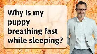 Why is my puppy breathing fast while sleeping?