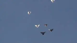 Від долі не втечеш