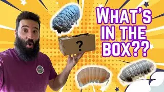 &pound;150 ISOPOD MYSTERY BOX!