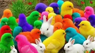 Main Tangkap Ayam Lucu & Ayam Rainbow 🐔