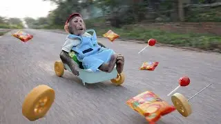 Best Cute Monkey Moments 🐒  Cubis’ Funniest & Most Playful Compilation 2026