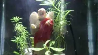 Fluval Chi CRS aquarium
