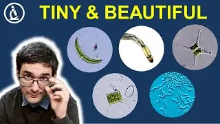 Exploring the microscopic world: A journey through the pond 🔬 255