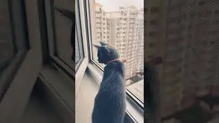 #russianblue #russianbluecatvlog #catlover #ameli #рекомендации #русскаяголубая #🩶🩵🩶 #kitten #cat
