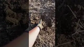 STRIP TILL vs aratura