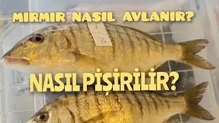 MIRMIR BALIĞINI TANIYALIM (Lithognathus mormyrus)