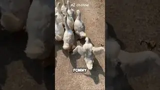 Funny! A goose walks like a model on a catwalk! #azchannel #funnyanimals #funnyvideo