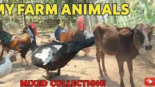Cow Shiva: LIVE Q&A on Desi Cow Farming! Hen duck live