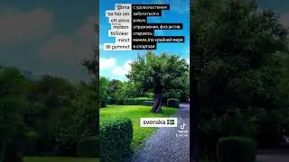 Svenska spr&aring;ket шведська мова