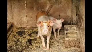 Assam Govt Bans Sale, Use Of Gestation, Farrowing Crates With Scarce Space In Pig Farms | Telangan