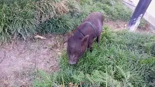 Mini pig.