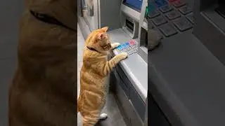 ATM Malfunction?! Cat Presses PIN and Cash Floods Out 😹 #cat #petshorts