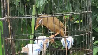 3505. Họa mi tam ho&agrave;ng, mỏ l&aacute; l&uacute;a, m&oacute;ng m&egrave;o, chất giọng hay, phom.d&aacute;ng đẹp. ĐT 0382127888