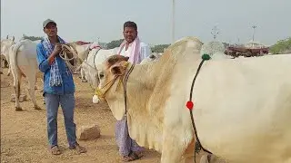Pebbair Bulls market | Pebbair eddula santha | Oxen videos