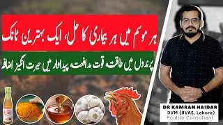 Best Natural Tonic for Broilers & Desi Chickens | All-Season Immunity Booster for Poultry