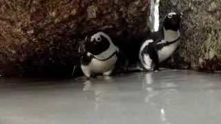 African Penguins