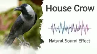House Crow | Natural sound effects