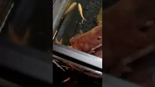 Rosy Red minnows