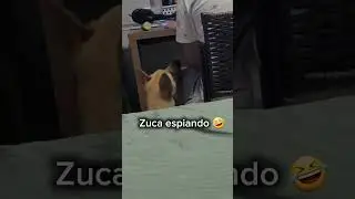Zuca espiona kkkkkk