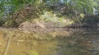 HIGHLIGHT REEL: Blue Ridge Wildlife Center Turtle project
