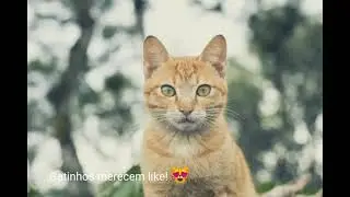GATO AMARELO - A LENDA DO M NA CABEÇA - SOCIALIZANDO GATINHOS