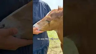 The foal protects his mother #animals #love #healing #shorts #shortvideo