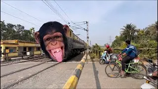 Amazing Indian chimpanzee ￼Train Junglee Pur Mainu passenger express At rail gate seen 
