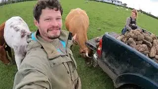 Baby lamb adoption -will it work??