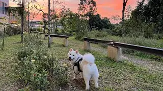 No edit video / walk with Louieboi / sunset 🥰 #doglife #cutedog #seniordog #louieboi #sunset 