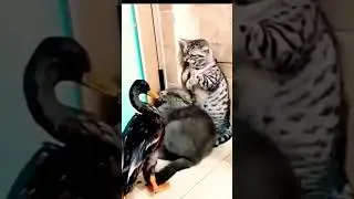 Cat vs Duck Funny Fight 😂😂