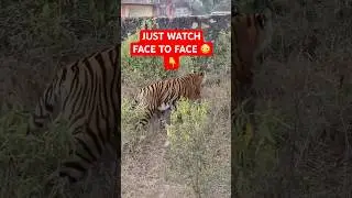 Face to Face With a Tiger 😳🐅 | Silent Eye Contact Just After Safari Entry