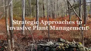 Strategic Approaches to Invasive Plant Management