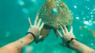 HAWAIIN DREAMS (POV)