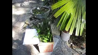 Hardy Palm tree shipment  arrive from zone 8a