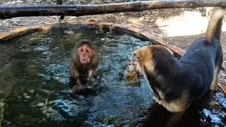 Monkey's Unexpected Swim Leaves Everyone Shocked #monkeylove #monkeyvideo #monkeydluffyonepiece