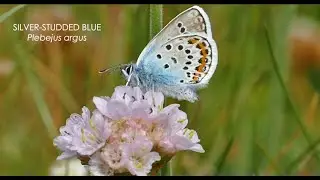 The Silver-studded Blue butterfly