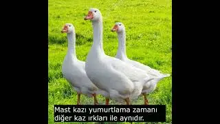 Mast kazı hakkında bilgi