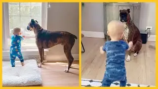 B&oacute;xer se Convierte en el Hermano Mayor y Protector de este Beb&eacute;
