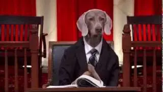 Florida V. Clayton Harris #RealAnimalsFakePaws