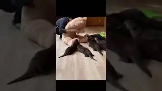 Sattack him - baby otter #shorts #otter #cute #babyotter